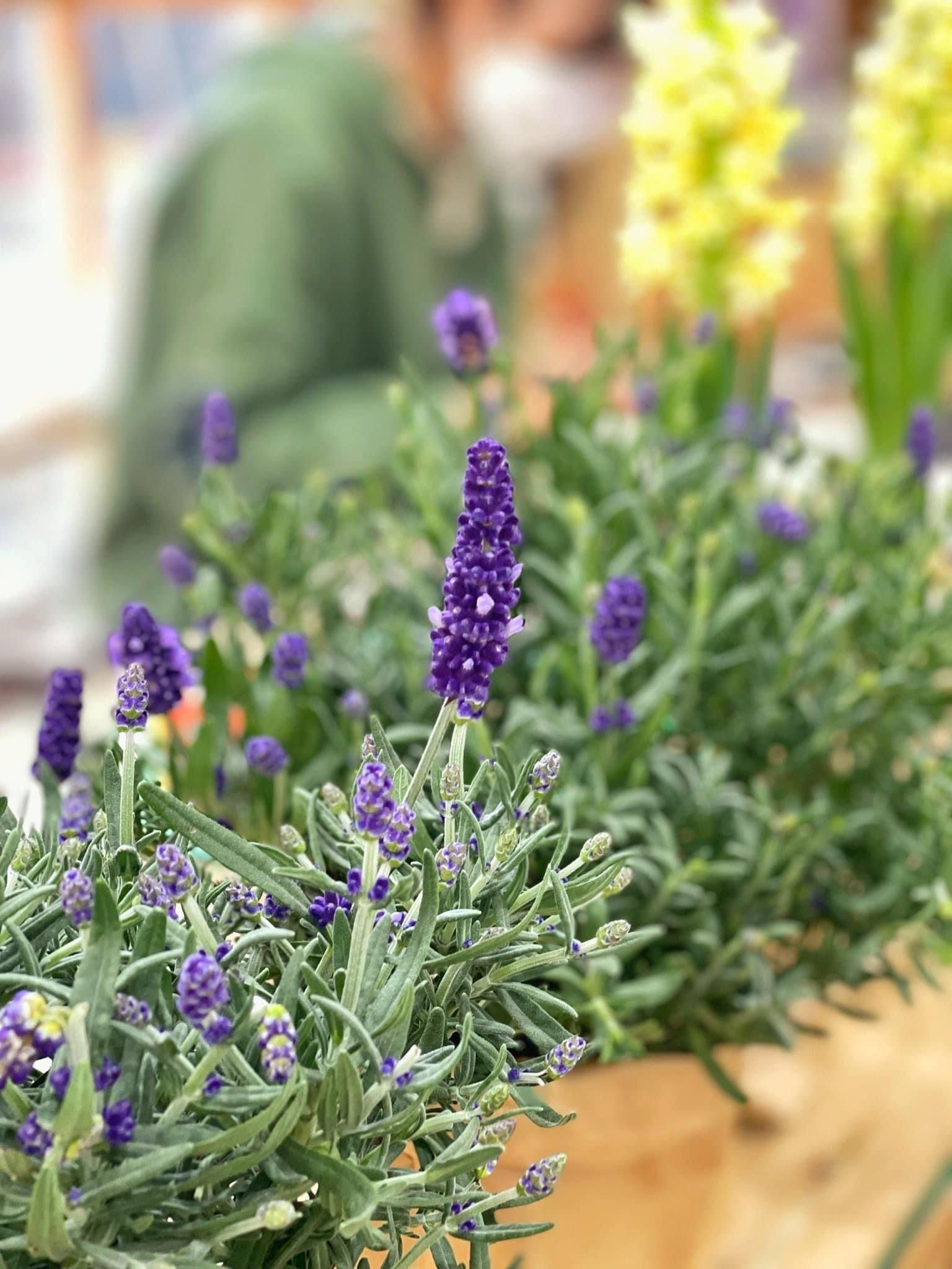  Chậu Hoa Tươi Lavender 8/3 