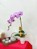  Chậu Hoa Lan Hồ Điệp 