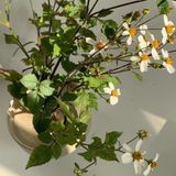  Cắm Hoa Nghệ Thuật Đế Cao 