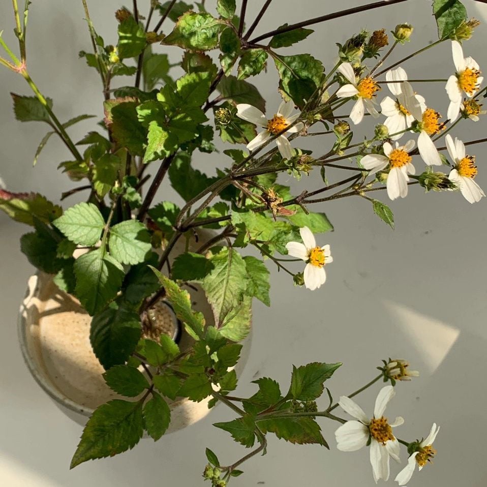  Cắm Hoa Nghệ Thuật Đế Cao 