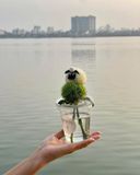  Cốc Hoa Cừu Nhỏ Vui Vẻ 