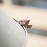  Heo Thiên Thần Trang Trí Tách Trà 