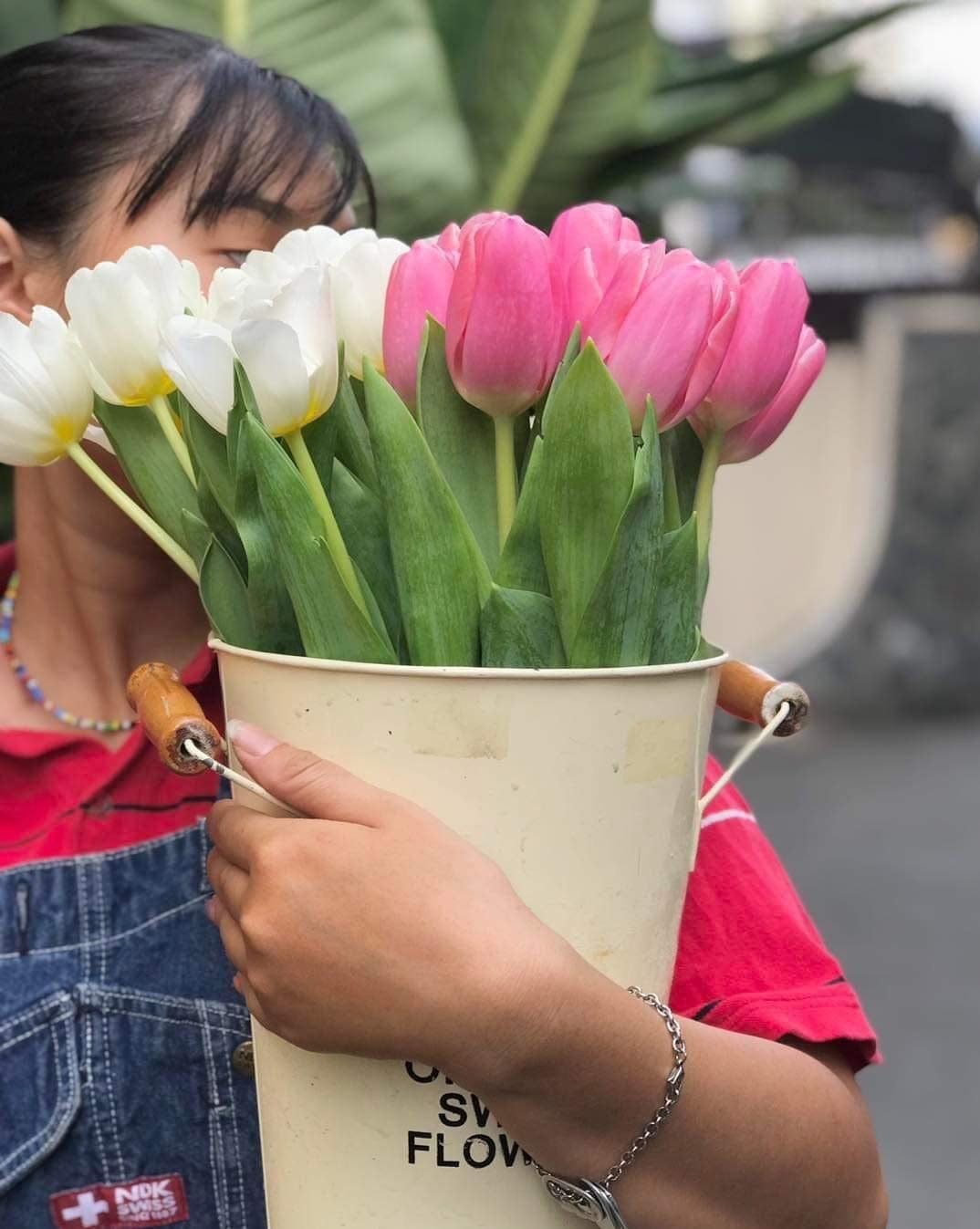  (HANOI) Hoa Tulip Hà Lan 8/3 