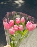  (HANOI) Hoa Tulip Hà Lan 8/3 