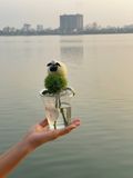  Cốc Hoa Cừu Nhỏ Vui Vẻ 