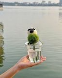  Cốc Hoa Cừu Nhỏ Vui Vẻ 