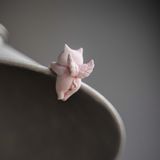  Heo Thiên Thần Trang Trí Tách Trà 