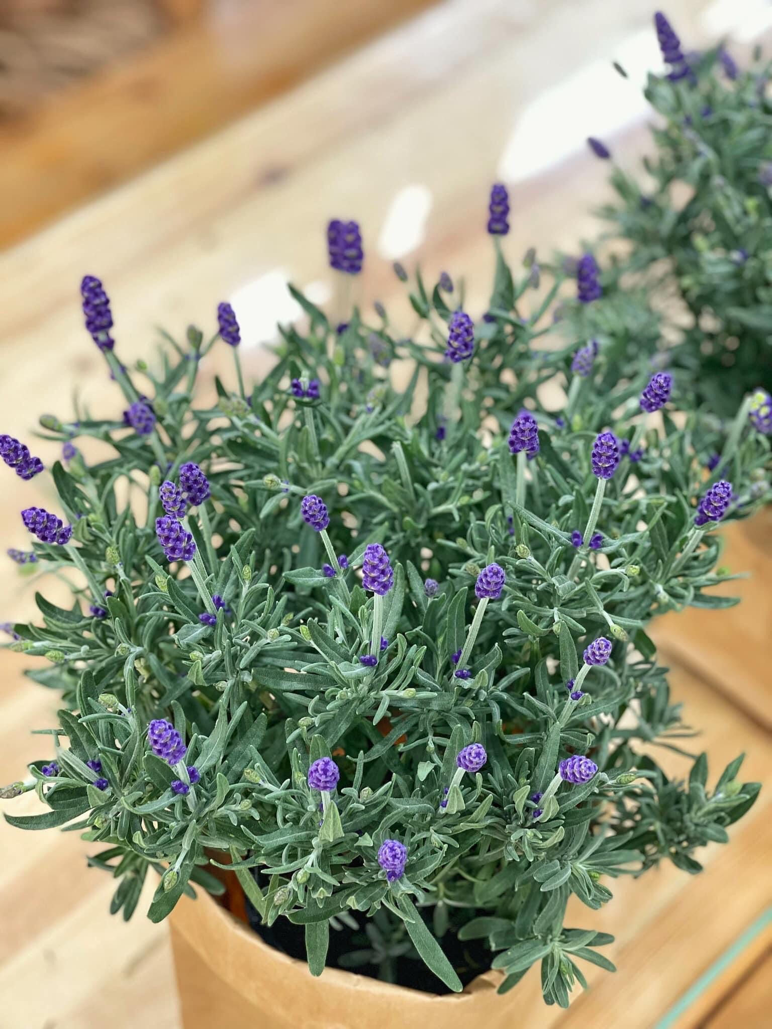  Chậu Hoa Tươi Lavender 8/3 