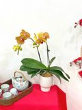  Chậu Hoa Lan Hồ Điệp 
