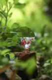  Bộ Trà Cụ Thuỷ Tinh Berry 