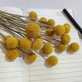  Hoa Khô Cúc Cầu Vàng 