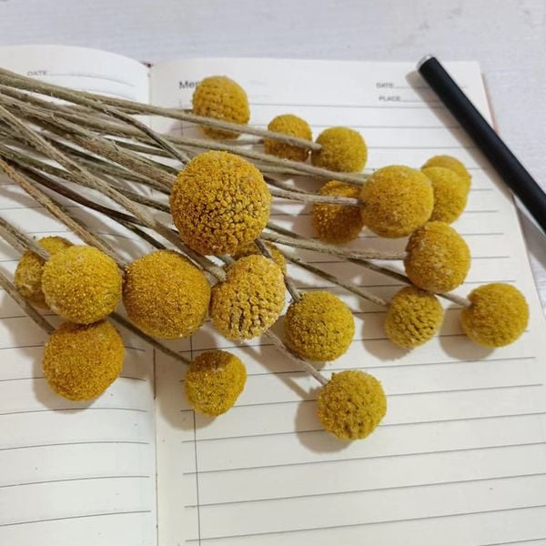  Hoa Khô Cúc Cầu Vàng 