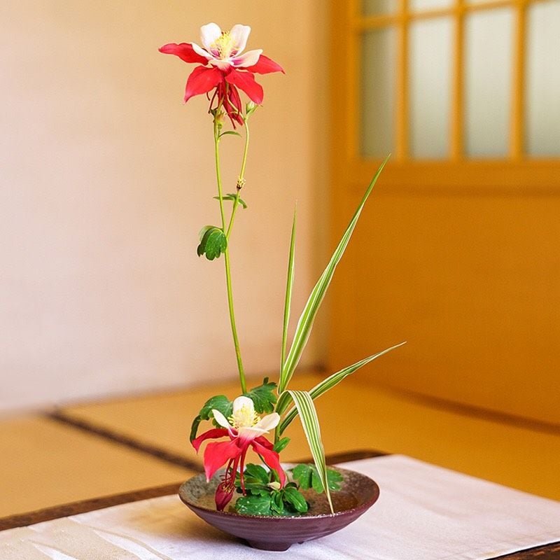  Đĩa Ikebana Mei 