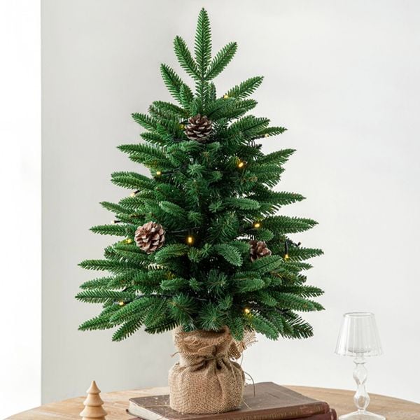  Cây Thông Đế Cuốn Cói 