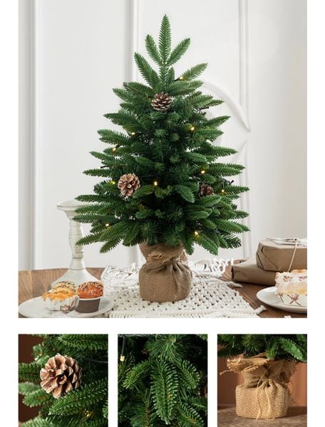  Cây Thông Đế Cuốn Cói 