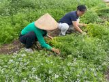  Nước Cất Mùi Già 