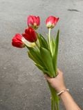  (SAIGON) Hoa Tulip Hà Lan 8/3 