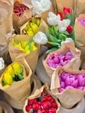  (SAIGON) Hoa Tulip Hà Lan 8/3 