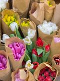 (SAIGON) Hoa Tulip Hà Lan 8/3 