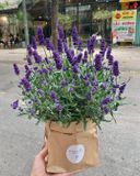  Chậu Hoa Tươi Lavender 8/3 