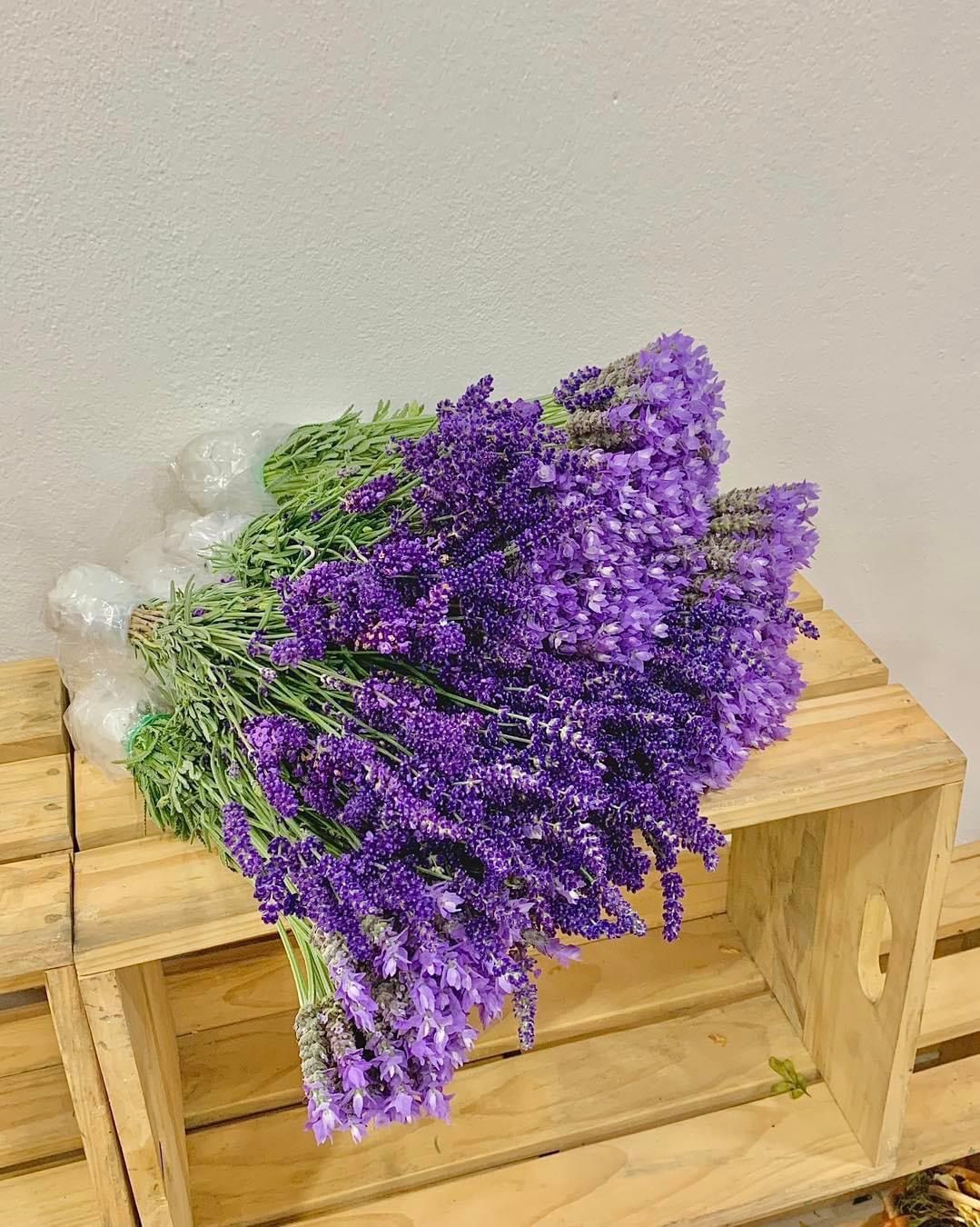  Bó Hoa Tươi Lavender 8/3 