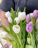  Hộp Hoa Tulip Tươi 1 Bông 8/3 