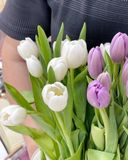  (SAIGON) Hoa Tulip Hà Lan 8/3 