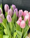  Hộp Hoa Tulip Tươi 1 Bông 8/3 