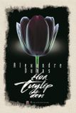 Hoa Tuylip đen