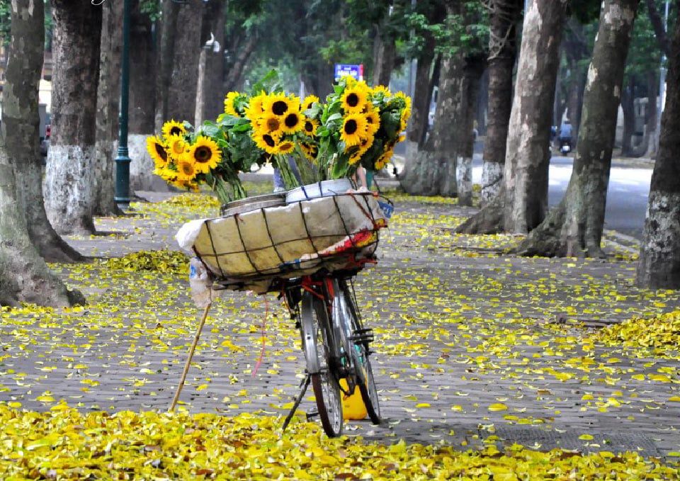 Những khoảnh khắc, hình ảnh đẹp đến nao lòng của mùa thu Hà Nội