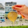 Lá Bồ Đề Mạ vàng 24K cao cấp