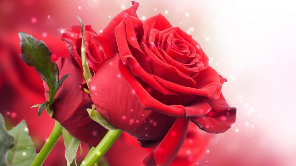 Quà tặng kỷ niệm ngày cưới cho vợ, chồng, Bố mẹ và bạn bè thân🏵️❤️ - Quà Tặng Cao Cấp