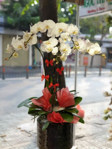 CHẬU LAN HỒ ĐIỆP 5 CÀNH TRẮNG