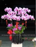 CHẬU LAN HỒ ĐIỆP 10 CÀNH HỒNG