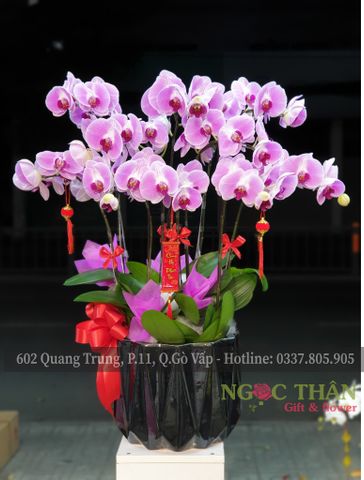 CHẬU LAN HỒ ĐIỆP 10 CÀNH HỒNG