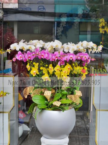 CHẬU LAN PHỐI MÀU 16 CÀNH