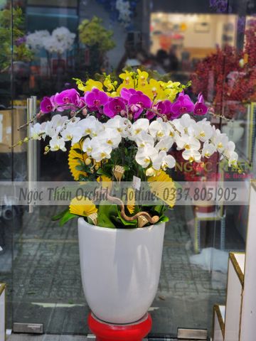 CHẬU LAN TRẮNG TÍM 16 CÀNH