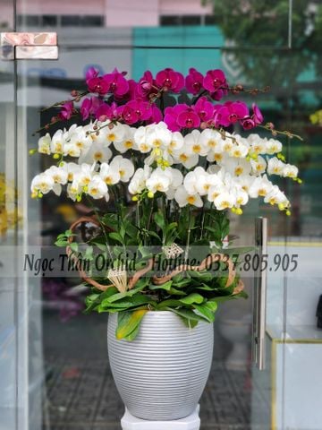 CHẬU LAN TRẮNG TÍM 18 CÀNH