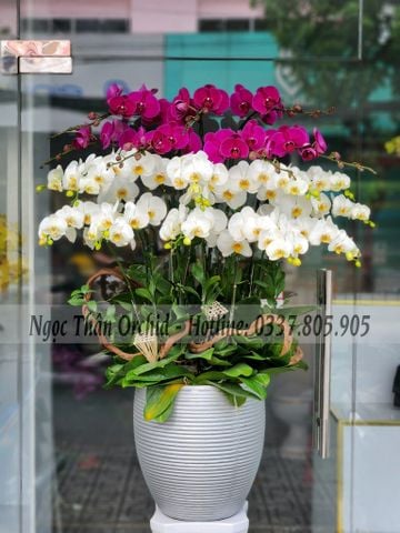 LAN HỒ ĐIỆP CHẬU LỚN