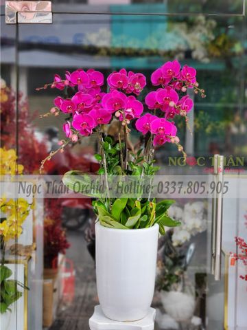 CHẬU LAN ĐỎ ỚT 8 CÀNH