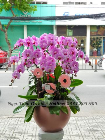 CHẬU LAN KHAI TRƯƠNG 10 CÀNH HỒNG