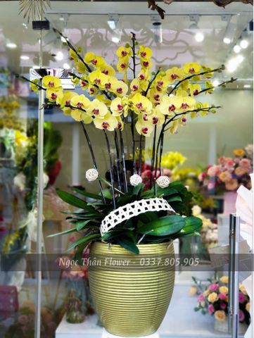 CHẬU LAN HỒ ĐIỆP 10 CÀNH VÀNG