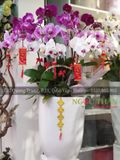 CHẬU LAN HỒ ĐIỆP 13 CÀNH TRẮNG LƯỠI ĐỎ PHỐI ĐỎ ỚT
