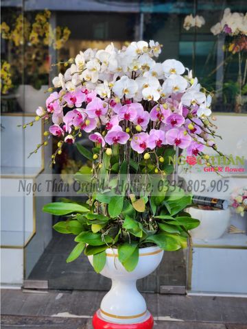CHẬU LAN LỚN 36 CÀNH