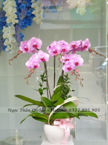 CHẬU LAN HỒ ĐIỆP 5 CÀNH HỒNG