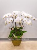 CHẬU LAN HỒ ĐIỆP 7 CÀNH TRẮNG
