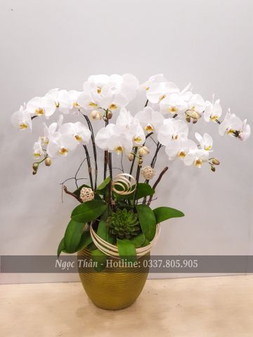 CHẬU LAN HỒ ĐIỆP 7 CÀNH TRẮNG