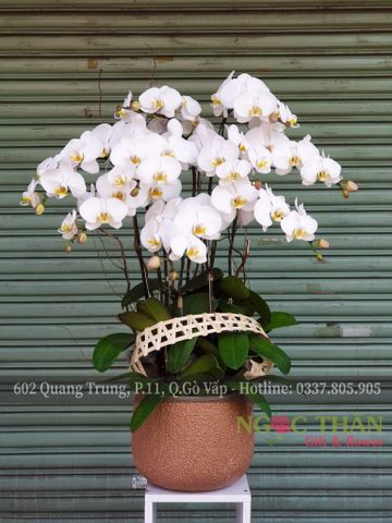 CHẬU LAN HỒ ĐIỆP 9 CÀNH TRẮNG
