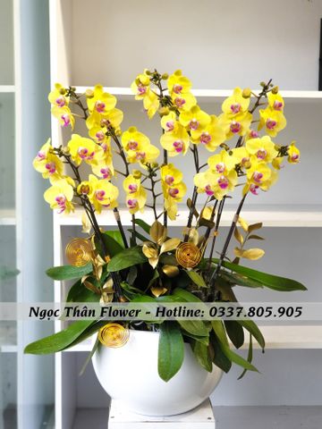 CHẬU LAN HỒ ĐIỆP VÀNG 10 CÀNH