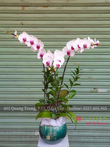 CHẬU LAN HỒ ĐIỆP 3 CÀNH TRẮNG LƯỠI ĐỎ